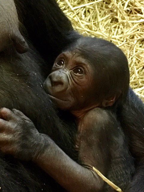 Gorilla